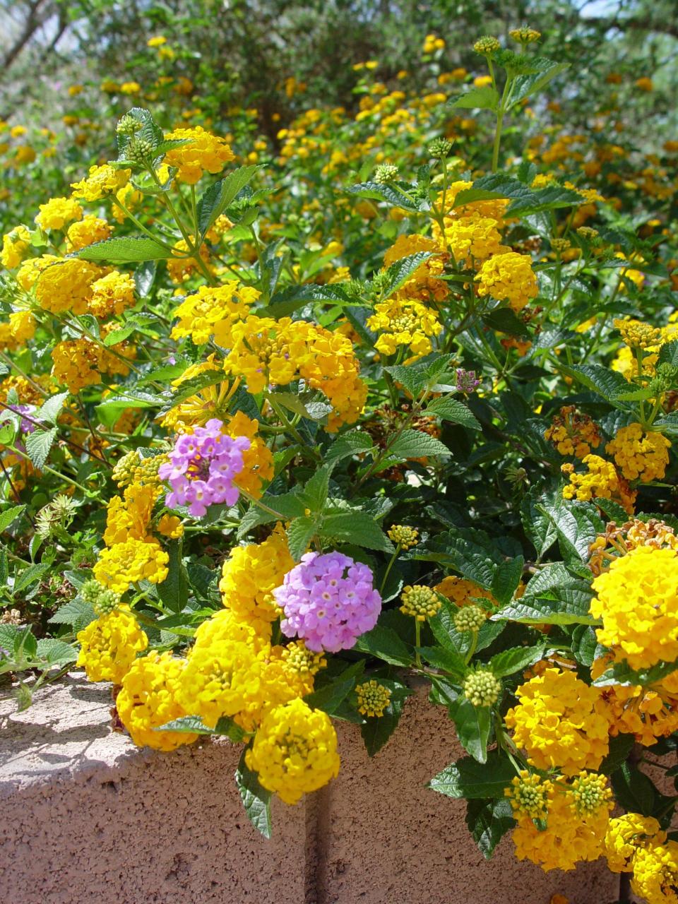 Trailing lantana, which comes in lavender and yellow, is one of Proven Winners' trial-tested 2023 annual plants.