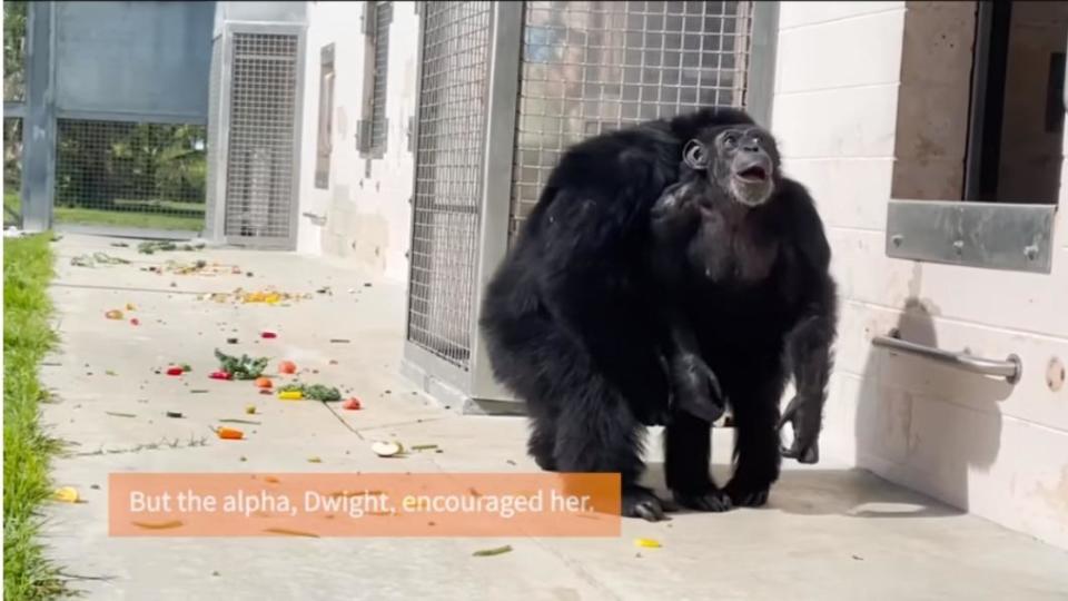 29歲的實驗室猩猩「香草」第一次看到天空的表情超可愛。（圖／翻攝自Save the Chimps YouTube）