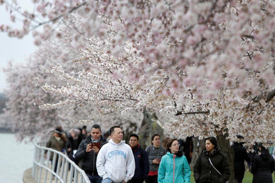 Washington’s cherry blossoms bloom despite cold snap