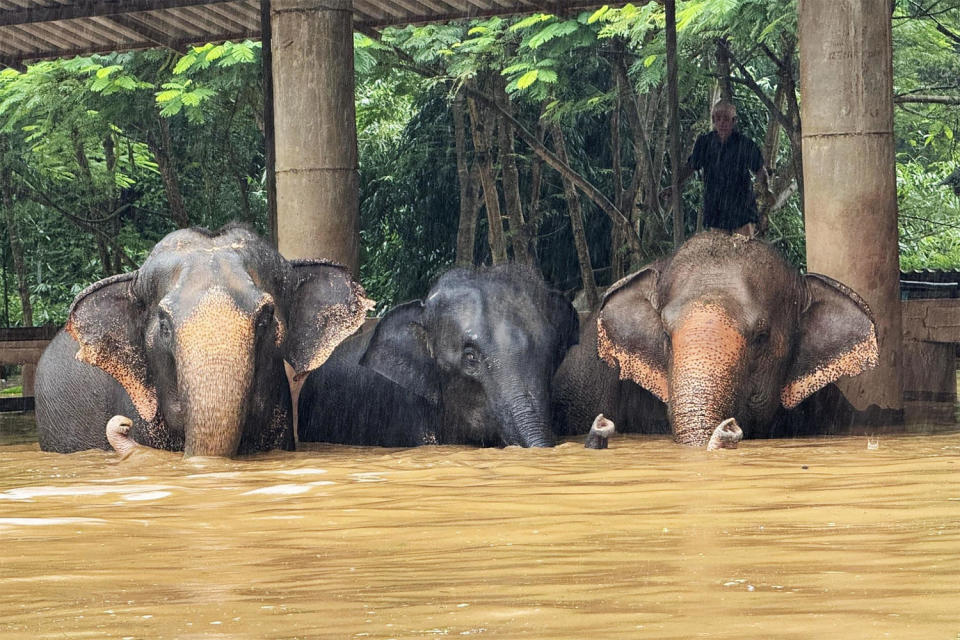 Elephants in floodwaters in Northern Thailand (Save Elephant Foundation)