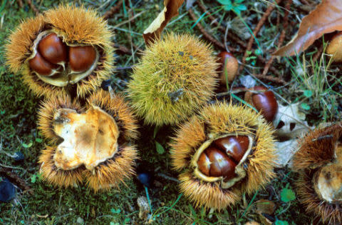 8. Hiking through the woods in search of chestnuts.