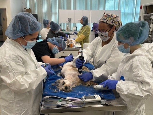 Teams at the Rhode Island Society for the Prevention of Cruelty shave dogs seized from a home in Pawtucket on Monday.