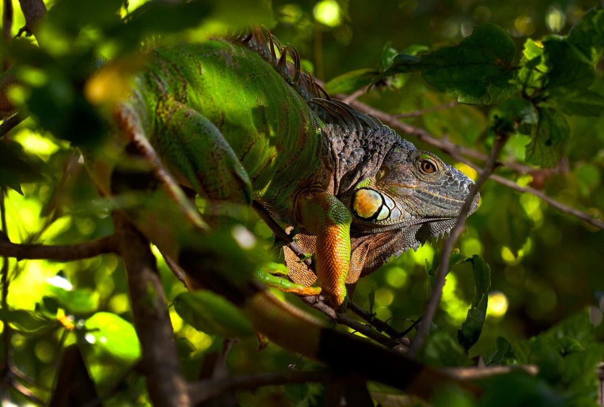 Iguanas are dropping into Florida toilets — and you don't want to find this  one swimming around