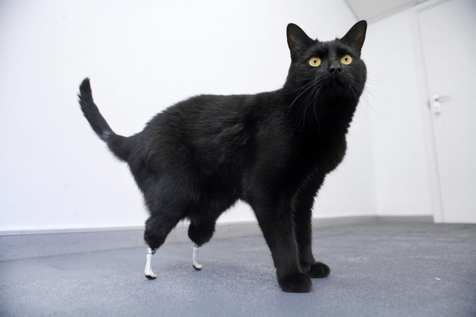 Animal prosthetics