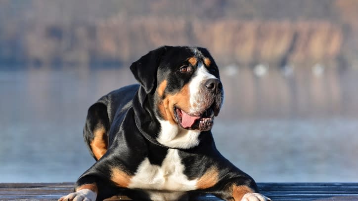 32 of the best outdoor dog breeds