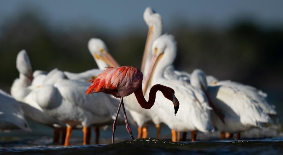 An American flamingo hangs out with a flock of American white pelicans in the Rookery Bay National Estuarine Research Reserve in the 10,000 Islands on Friday, Jan.14, 2022.  Dozens of flamingos were reported across the west coast of Florida Wednesday as Hurricane Idalia passed to the north.