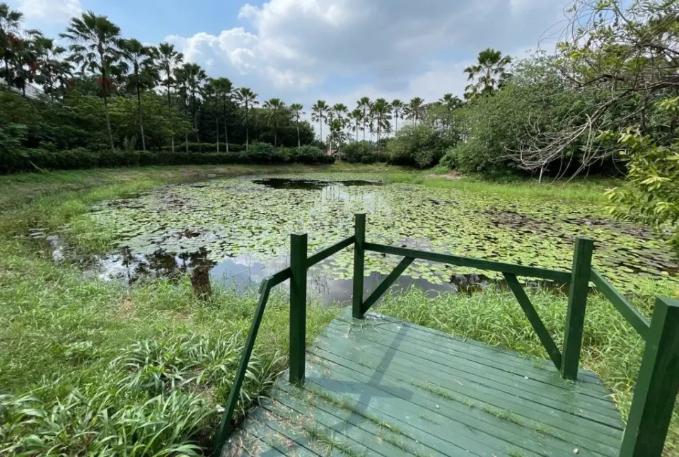 麟洛及萬年濕地生物多樣性豐富，歡迎民眾探訪自然生態之美。（記者毛莉翻攝）