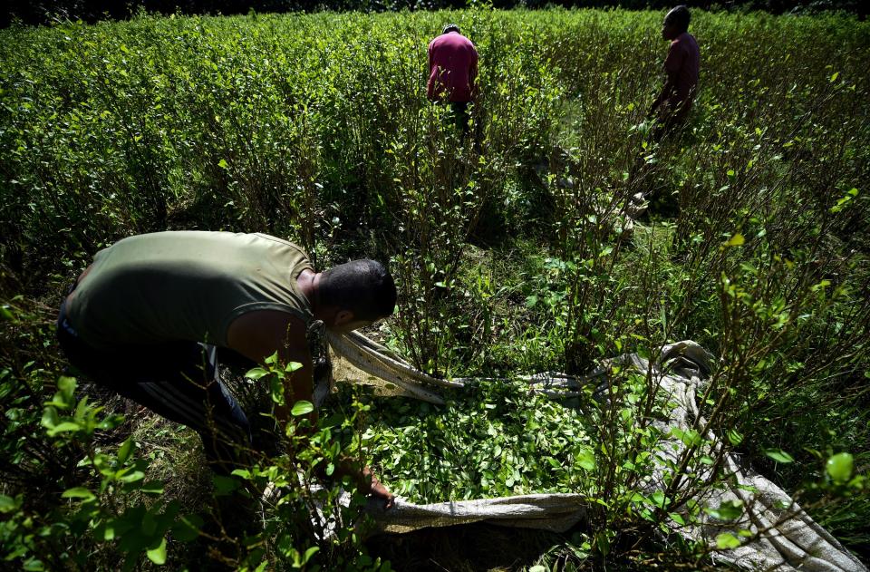 Un campesino recoge hojas de coca en un campo próximo al río Inirida, en el departamento Guaviare, Colombia, el 25 de septiembre de 2017 (AFP/Archivos | Raúl Arboleda)