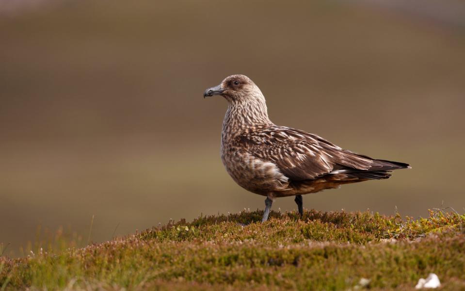 A Shetland great skua - Getty