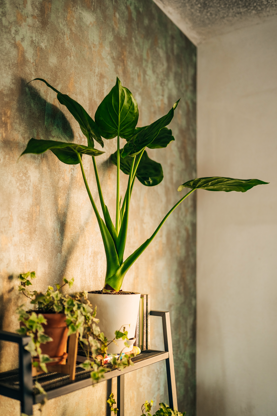 Congrats, You Kept Your Plant BBs Alive! Now Get Them a Stylish Plant Stand