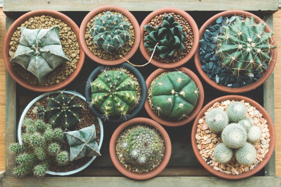 7) Succulents are often confused for cacti.