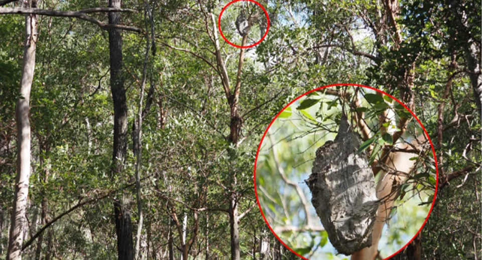 A paper wasp nest seen high up a tree at Mt Coot-tha in Brisbane. 