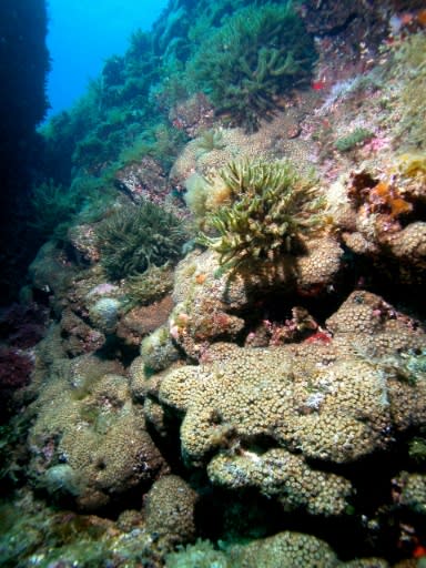 The discovery means there is a narrow window of opoprtunity to prevent coral reefs from going extinct as a result of climate change