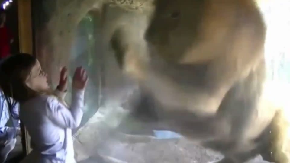 The girl jumps back in shock as the lion attacks. Photo: YouTube