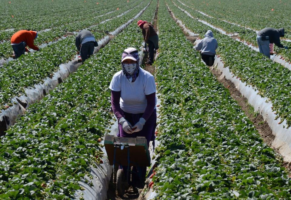 In this 2013 file photo taken near Oxnard, California, workers harvest crops by hand. While some farmers are turning to automation to save money, some crops, such as strawberries, require cultivation by human hands. The largely immigrant labor force that picks such fruits is shrinking due to a lack of young people interested in the work, as well as growing concerns over immigration.