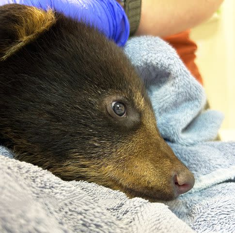 <p>Appalachian Wildlife Refuge</p> Baby bear cub at the Appalachian Wildlife Refuge