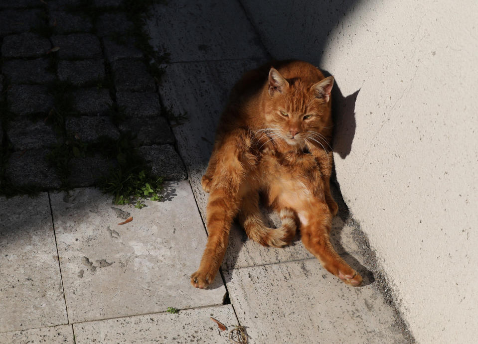Cat takes bath in alley