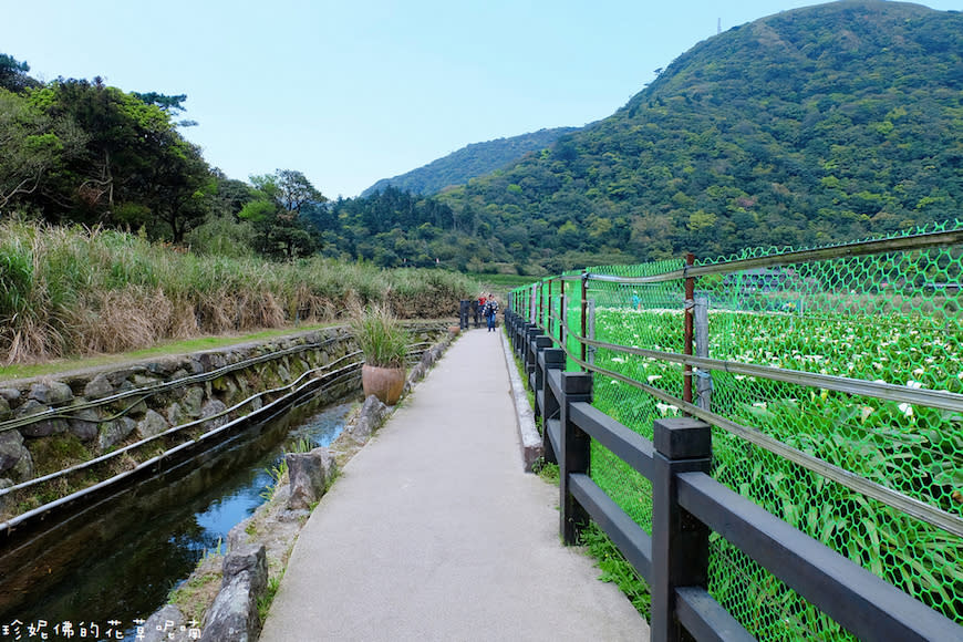 陽明山｜頂湖環狀步道、花谷海芋園