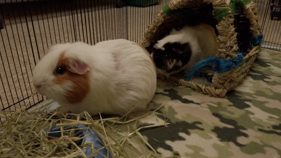 Guinea pigs at Second Chance Animal Shelter.