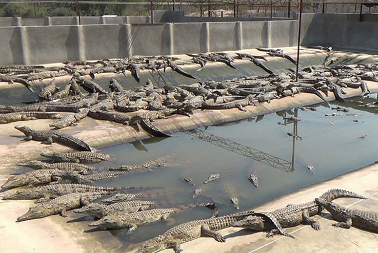 Cruel Inhumane Slaughter of Alligators for a $43,000 Bag 