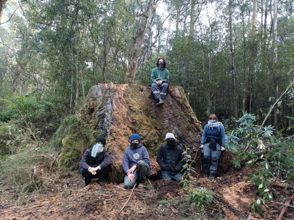 The stump of a 2.85 meter tree in the Yarra Ranges National Park.  Four people are sitting in front.  Another one is sitting on it.