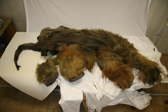 The mummified carcass of the 39,000-year-old woolly mammoth nicknamed Yuka.