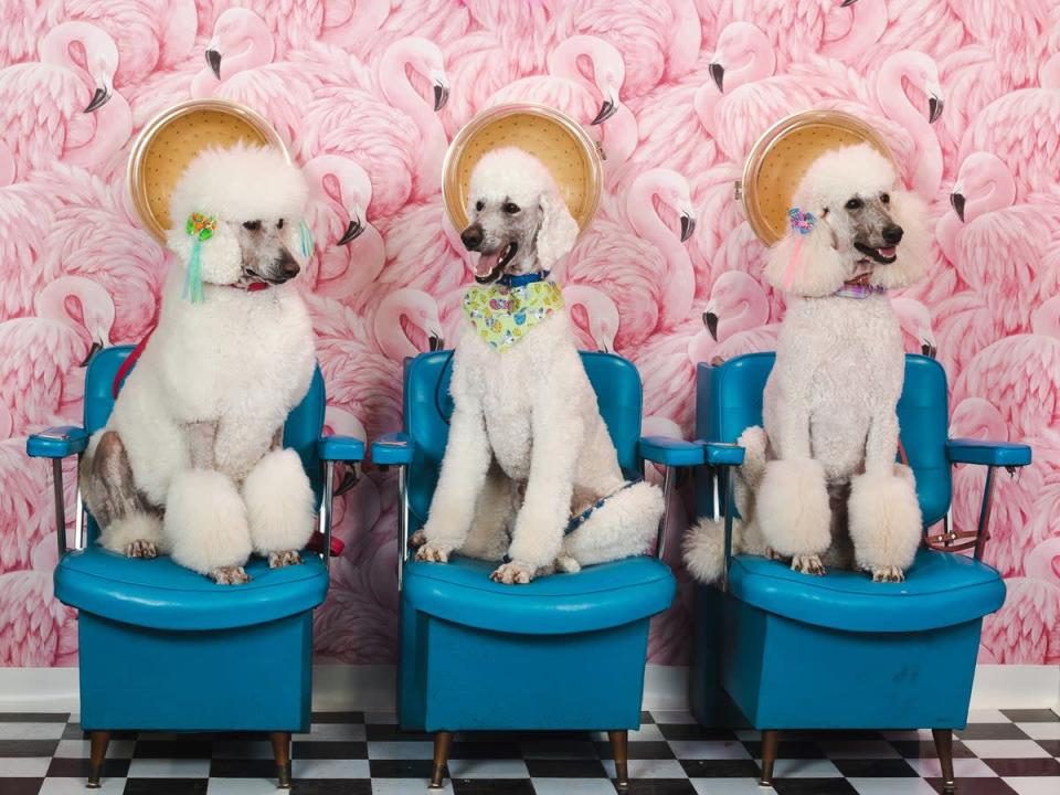 The Vetster Salon posed these poodles (Vetster/SWNS)