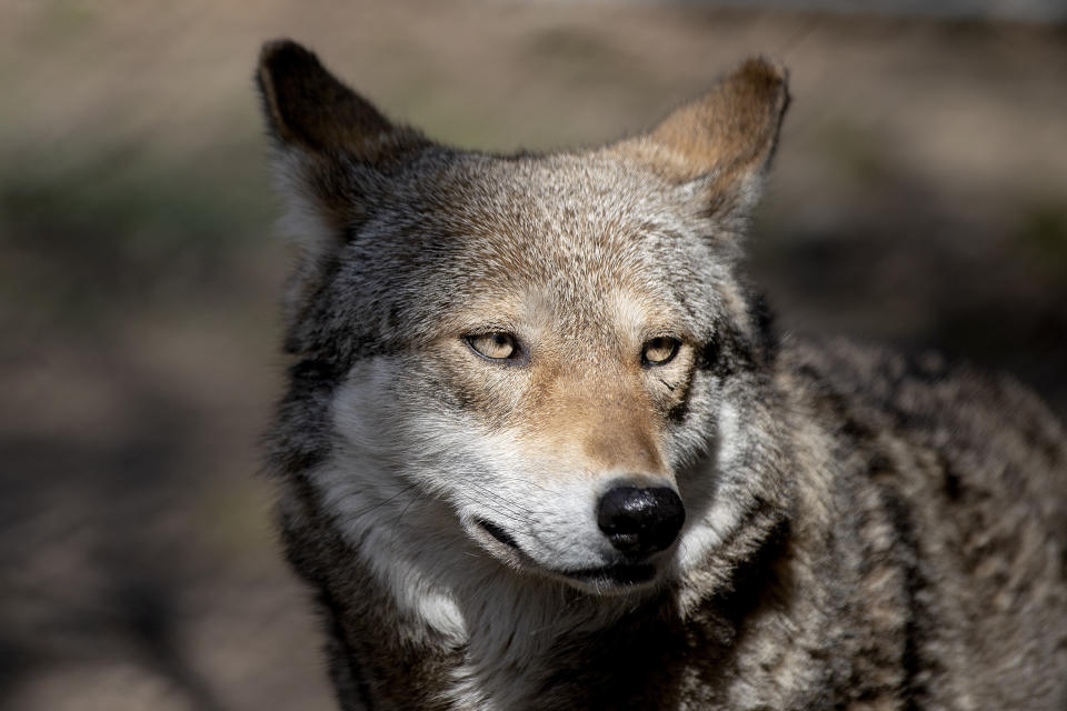 Brave, a 7-year-old mother red wolf, walks through her enclosure at Roger Williams Park Zoo in Providence, R.I., Friday, March 31, 2023. The captive red wolf population stands at around 270. Once classified "threatened with extinction," the red wolf is now listed as simply "endangered." (AP Photo/David Goldman)