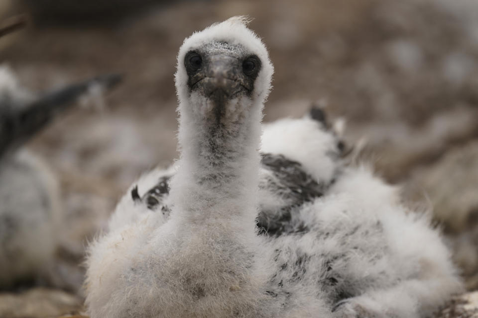 A northern gannet chick looks out from a nest on Bonaventure Island in the Gulf of St. Lawrence off the coast of Quebec, Canada's Gaspe Peninsula, Monday, Sept. 12, 2022. The birds arrive in April, lay their eggs in May and tend them until they hatch more than 40 days later. (AP Photo/Carolyn Kaster)