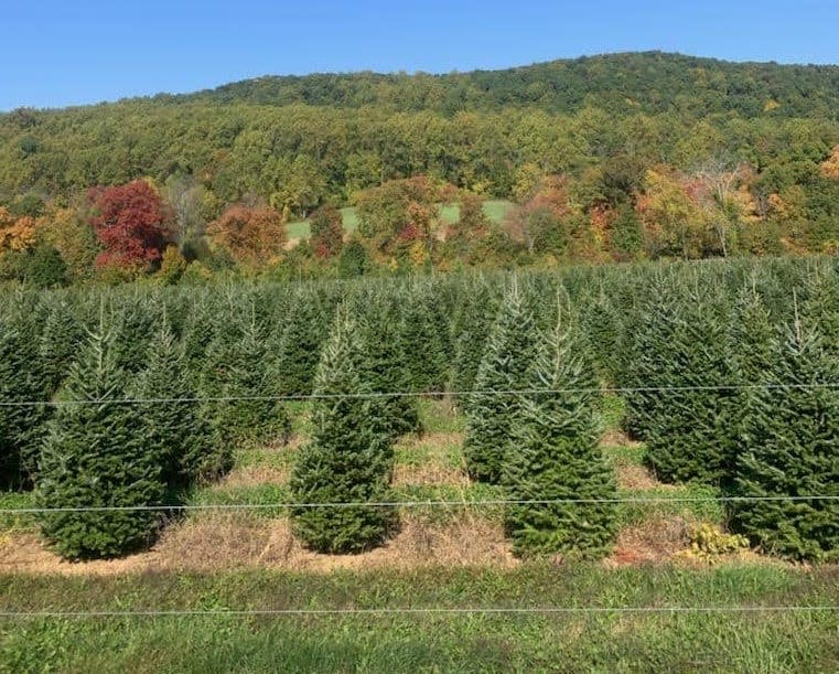Evergreen Valley Christmas Tree Farm, Washington.