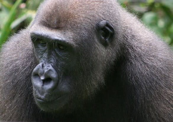 Les gorilles sauvages du sud-est du Cameroun à l’origine de 2 souches du VIH-1. ©IRD/ Cecile Neel