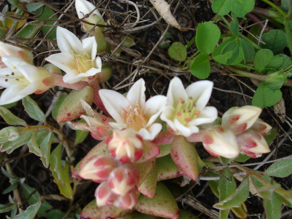 Flowering Santa Cruz Island dudleya photographed on marine terraces on Santa Cruz Island.