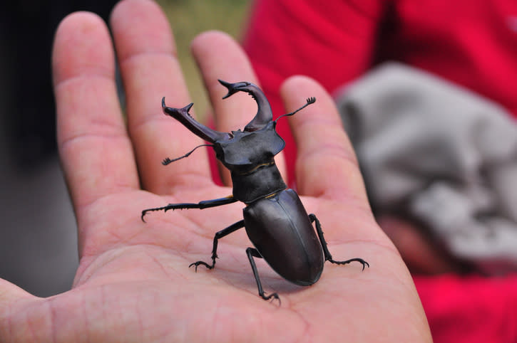 In Japan ließ sich ein Insektenfreund einen Käfer aus der Familie der Hirschkäfer rund 80.000 Euro kosten. Der Grund für seinen stolzen Preis: Er soll um einiges länger gewesen sein als ein normales Exemplar.