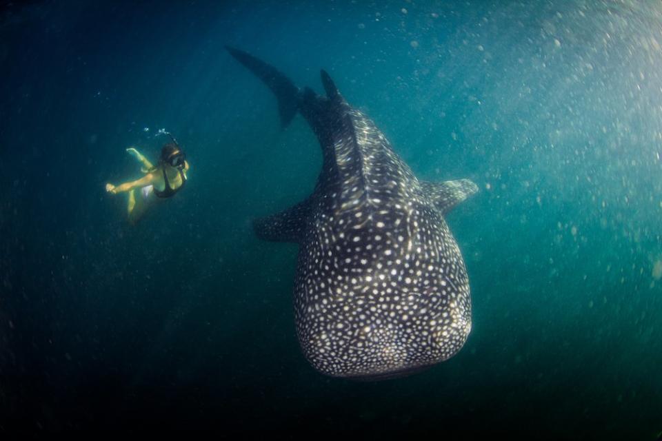 Woman snorkeler with a whale shark