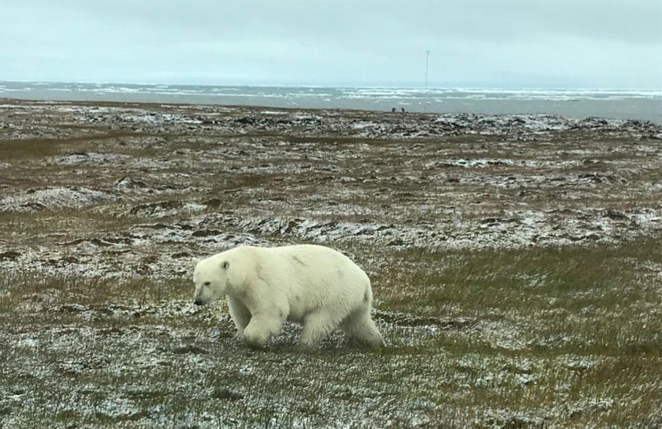 This photo provided by Bruce Inglangasak shows a polar bear, Sunday, Sept. 2, 2018, in the northern Alaska village of Kaktovik on the Beaufort Sea. The village has experienced a boom in tourism in recent years as polar bears spend more time on land than on diminishing Arctic sea ice. (Bruce Inglangasak via AP)