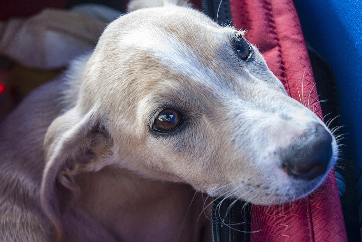 Shelter Dog Stories (Lauree Feldman / Getty Images)