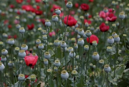 Poppy plants are seen in a field before they are destroyed during a military operation in the municipality of Coyuca de Catalan, Mexico April 18, 2017. Picture taken April 18, 2017. REUTERS/Henry Romero