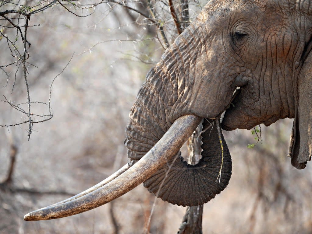 The private sphere has a key role to play in efforts to halt poaching (AFP/Getty)