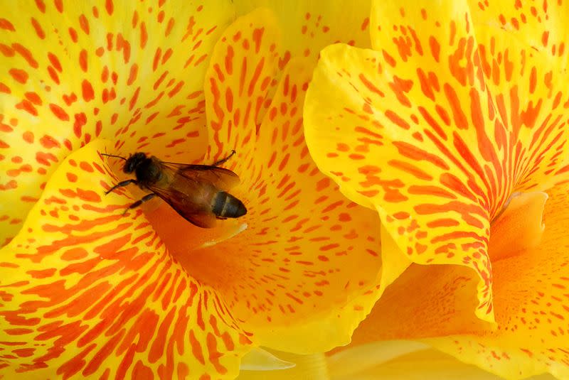 FILE PHOTO: A honeybee sits on a gladiolus flower at a garden in Hyderabad