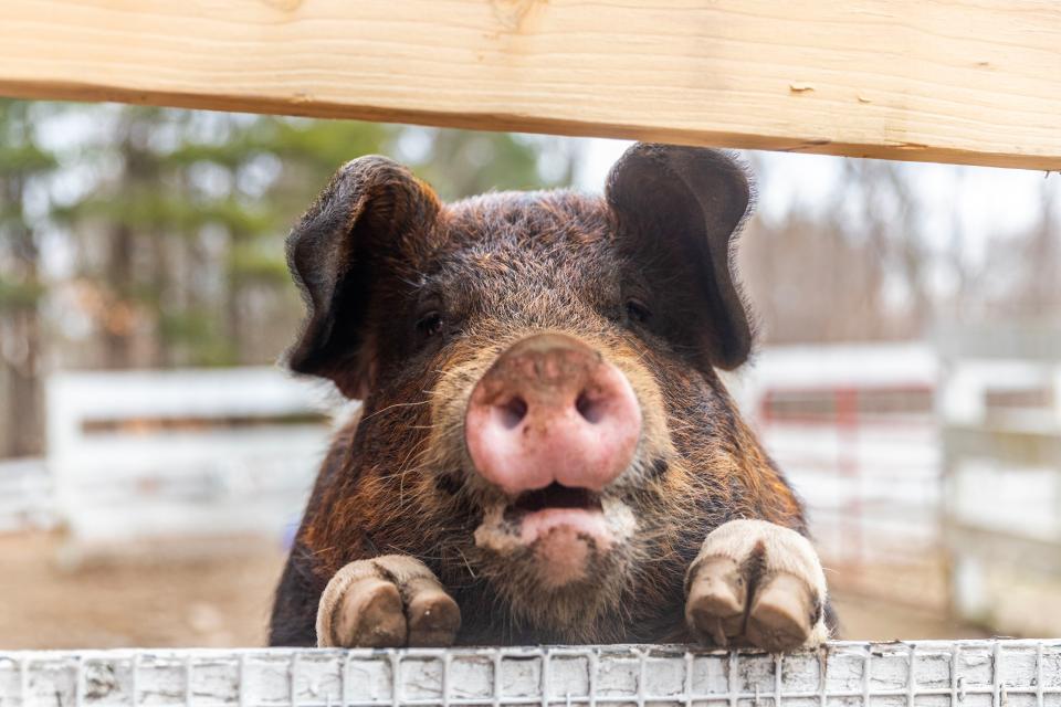 Abandoned Boston pig finds new home in NH