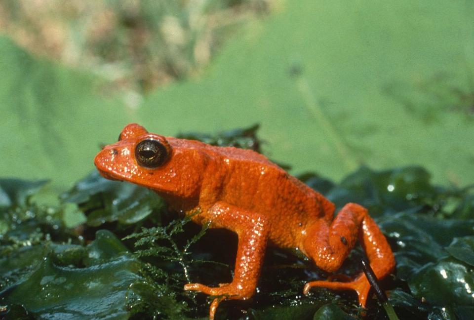 The Golden Toad