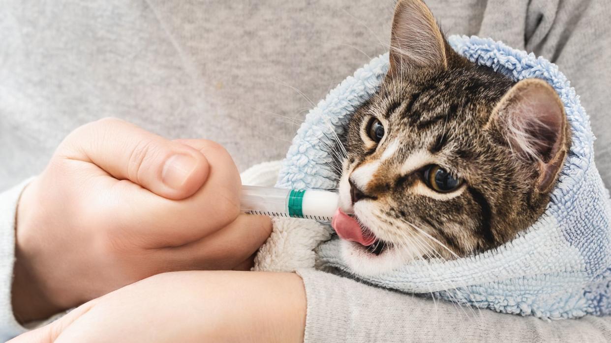 Cat receiving medication