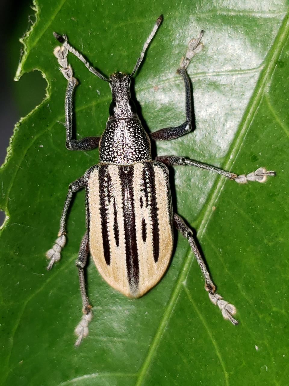 A citrus root weevil adult is less than two cm long and has a dark black body and small white, orange, and/or yellow circular scales.