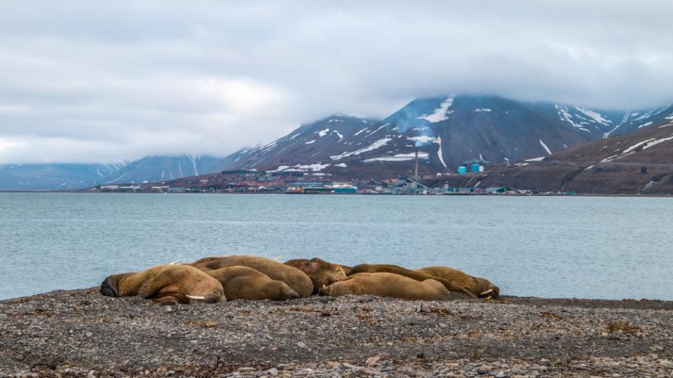 Svalbard’s residents include walrus colonies. - Credit: Courtesy Volvo Penta