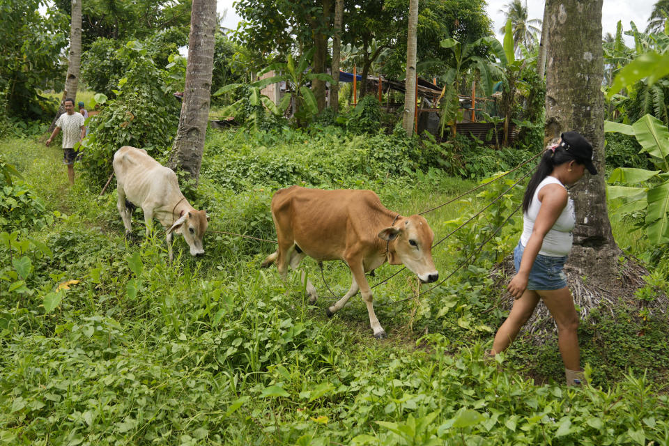 Farmers bring their cows to a pooling center outside the 6-kilometer "permanent danger zone" near Mayon Volcano in Daraga, Albay province, northeastern Philippines, Sunday, June 11, 2023. Thousands of villagers have been forced to leave rural communities within a 6-kilometer radius of Mayon volcano's crater in Albay province. (AP Photo/Aaron Favila)