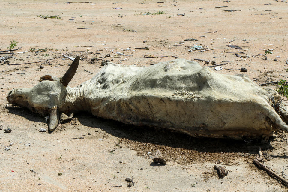 The carcass of a cow is stretched out on parched earth.