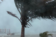 <p>A palm tree buckles under winds and rain as Hurricane Irma slammed across islands in the northern Caribbean on Wednesday, in Fajardo, Puerto Rico, Sept. 6, 2017. (Photo: Alvin Baez/Reuters) </p>