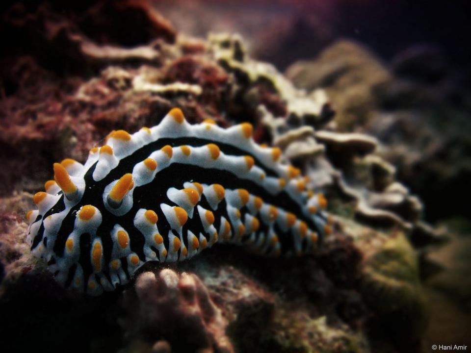 Nudibranch