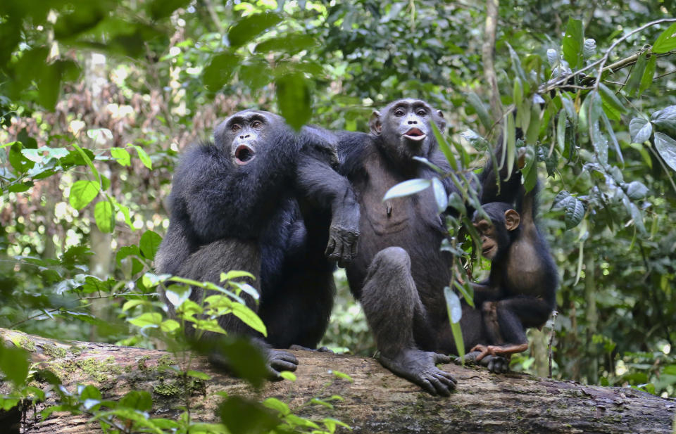 In this undated photo provided by Liran Samuni, chimpanzees in the Taï National Park in the Ivory Coast vocalize with another group nearby. A study released on Thursday, March 6, 2019 highlights the diversity of chimp behaviors within groups _ traditions that are at least in part learned socially, and transmitted from generation to generation. (Liran Samuni/Taï Chimpanzee Project via AP)