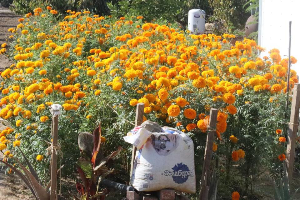 Margarita Amador, quien es originaria del estado de Oaxaca, México, ha estado cultivando cempasúchil en el patio de su casa por los últimos cinco años en Fresno. Una de las cosas que Amador le gusta de la flor es su aroma.